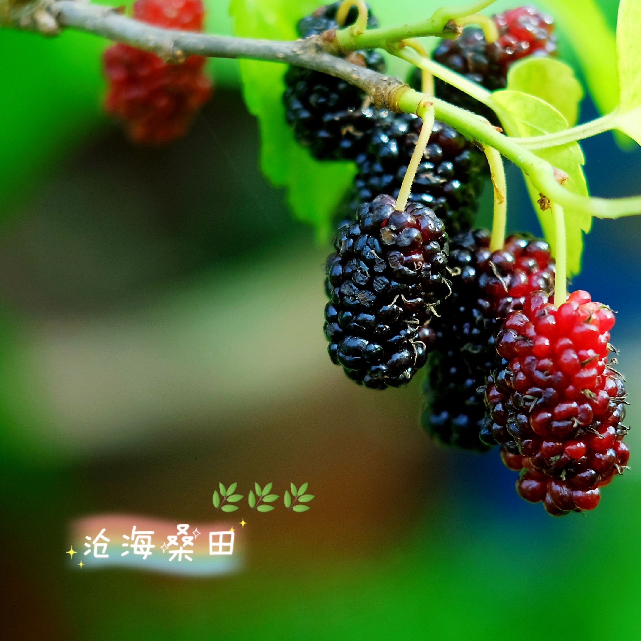 桑麻的现代意思,桑麻是什么意思,有桑麻的诗句_文秘苑图库