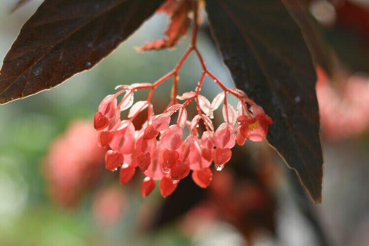 珊瑚秋海棠(首发)
