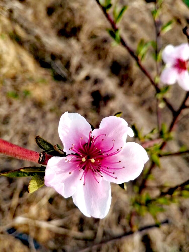 一樹桃花開