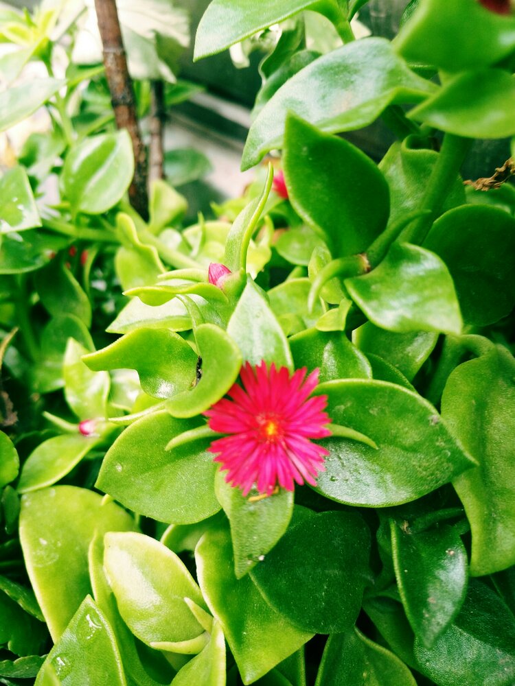 心叶日中花首发