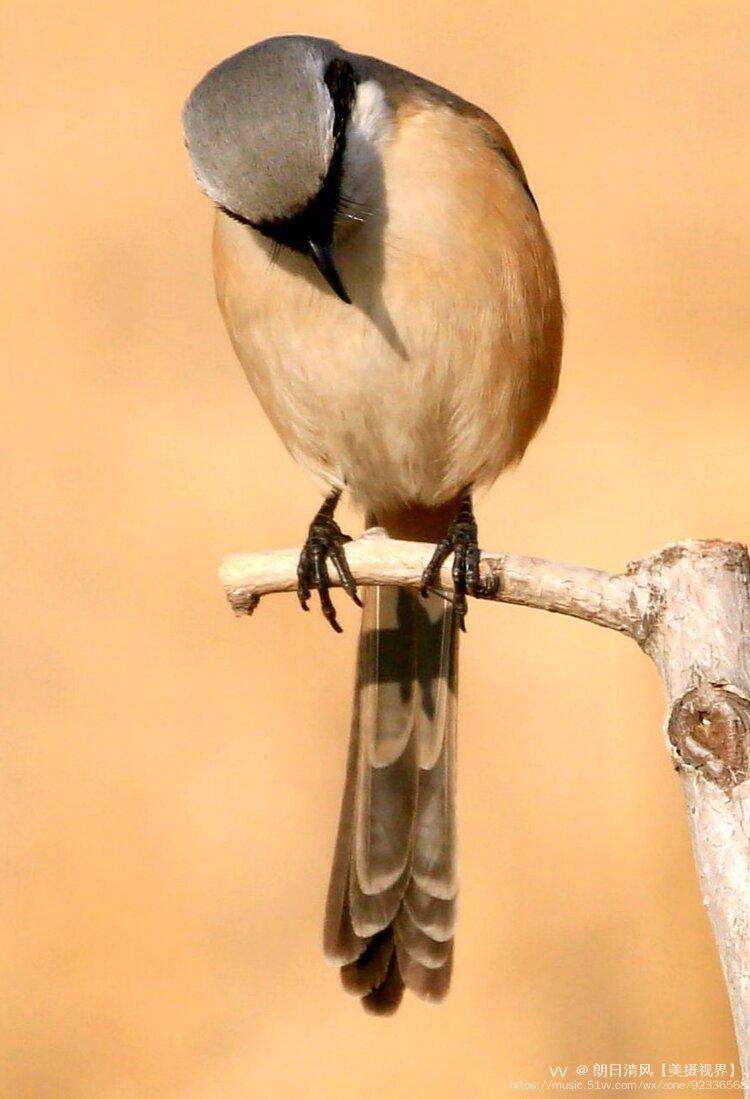 伯勞鳥