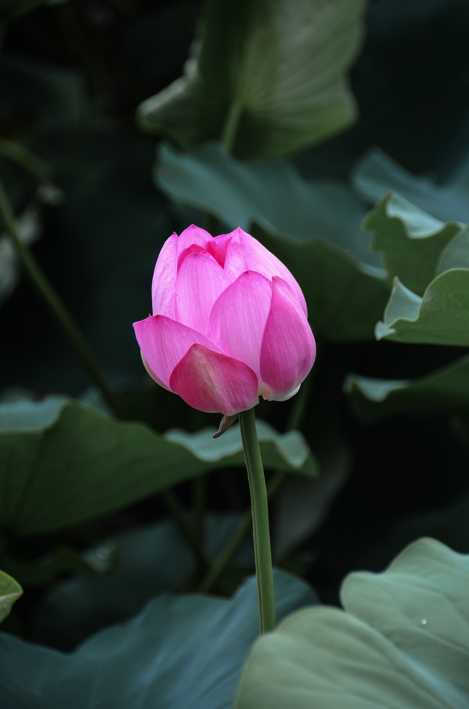 清新脱俗荷花香【首发】