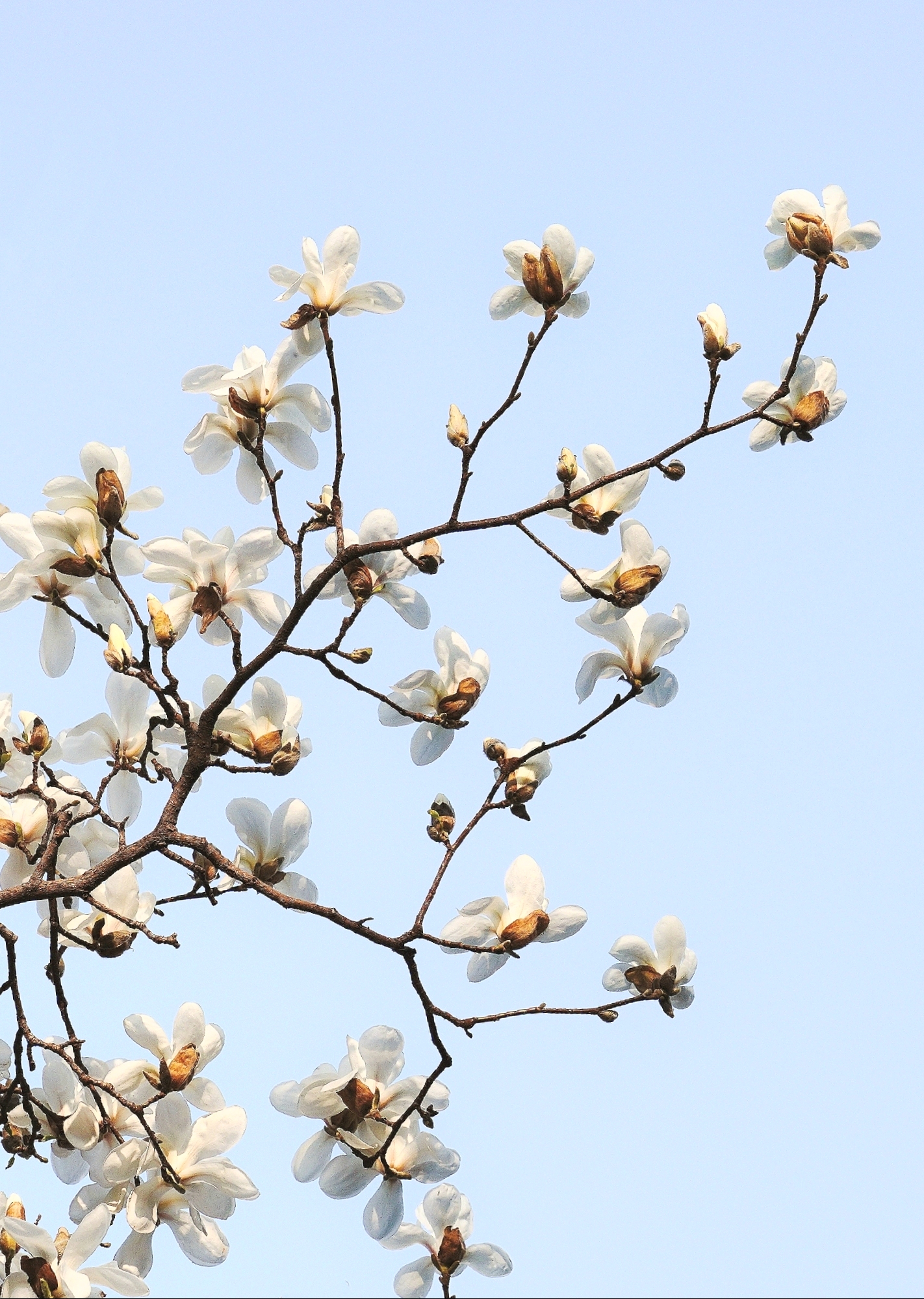 玉兰花香【原创首发】