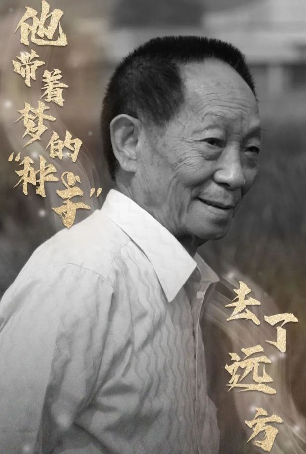 怀念稻父袁隆平院士