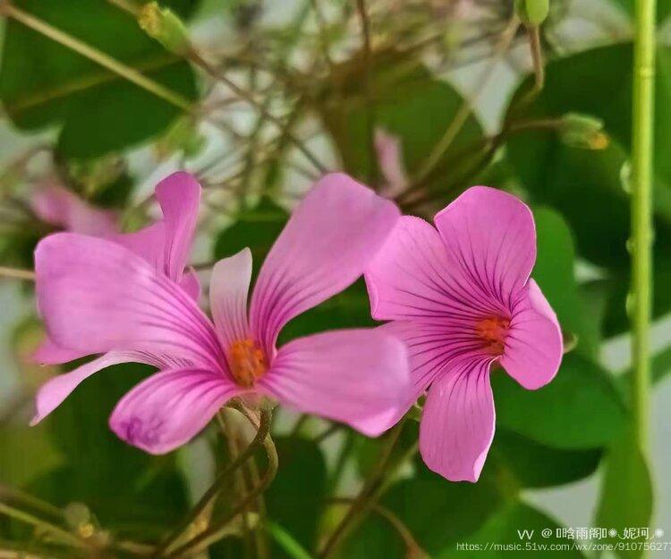 红花酢浆草