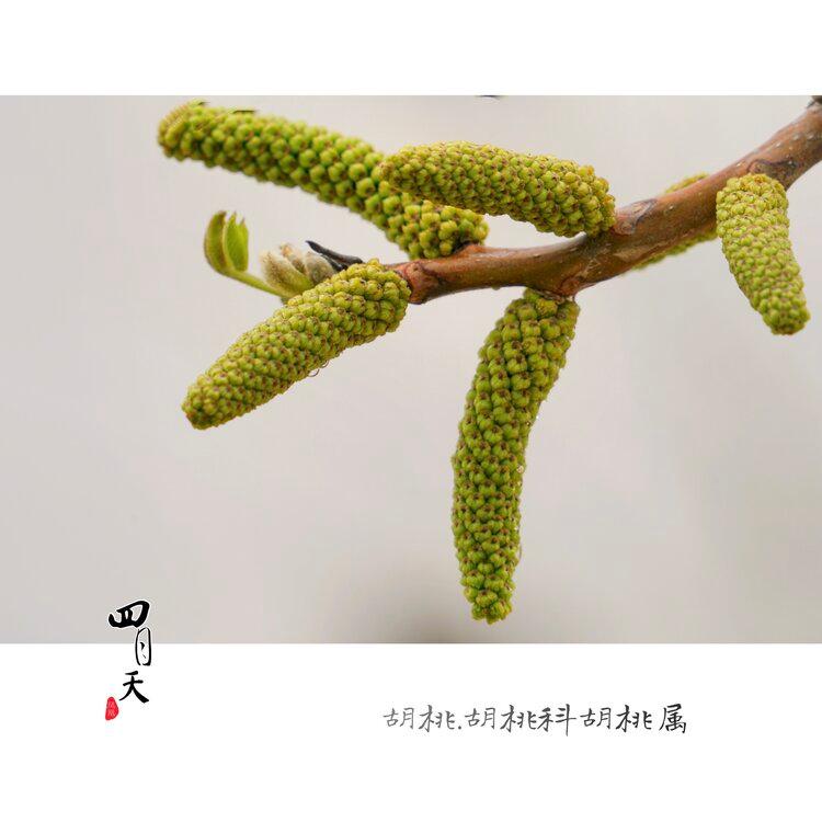 胡桃花的花序,花型,花蕊与常见的蔷薇科植物花比较,截然不同.