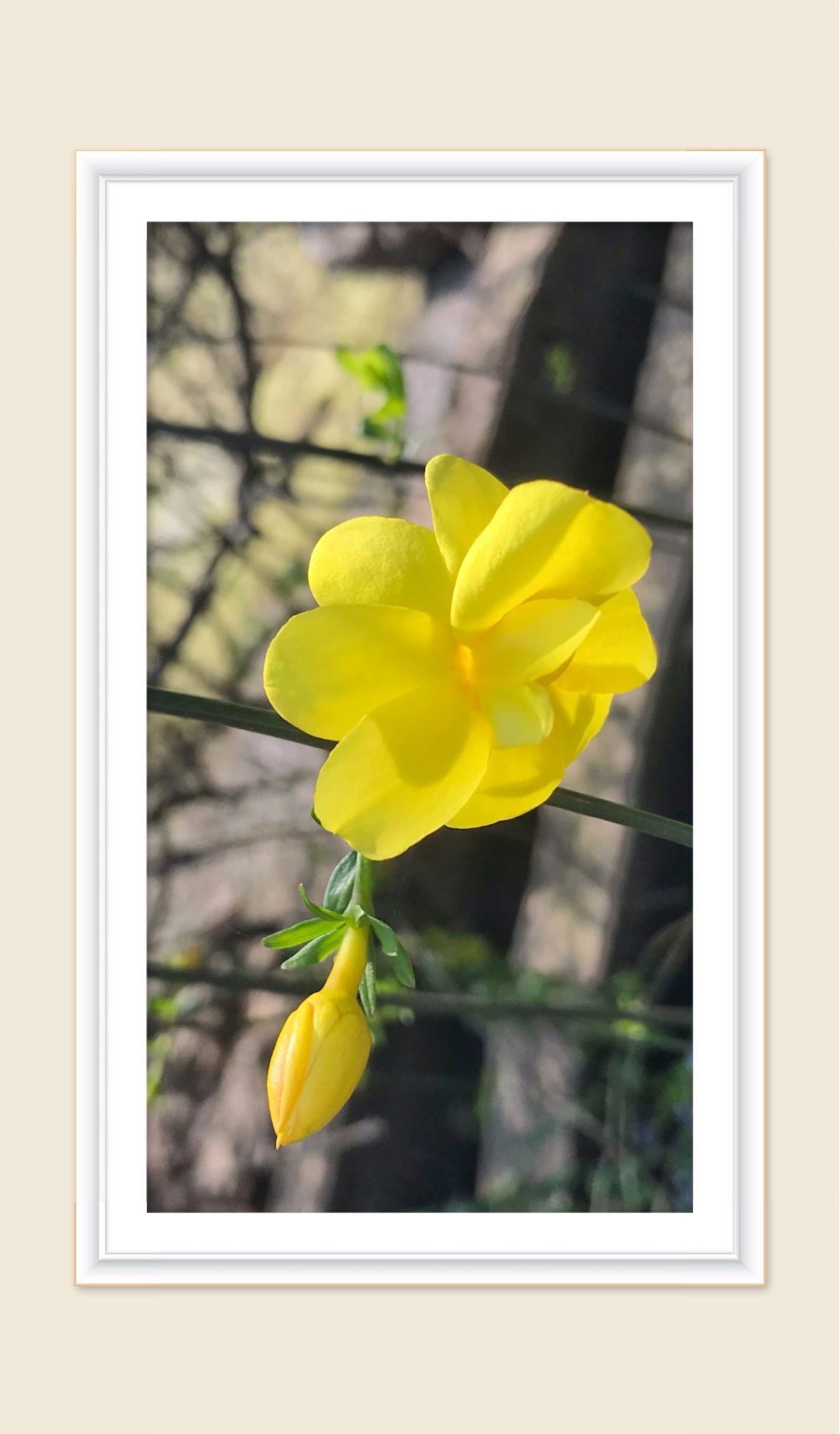 【首发】迎春花