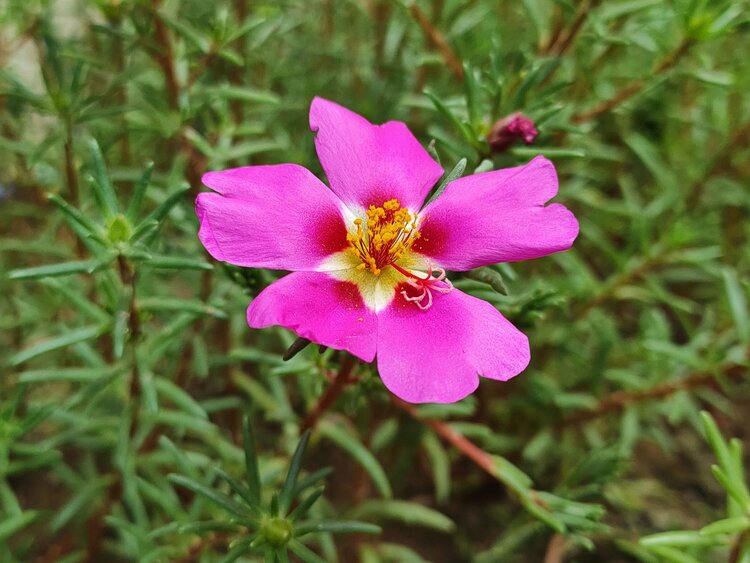 大花马齿笕首发