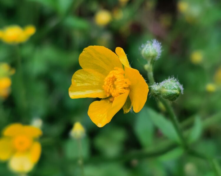 首发野芹菜花