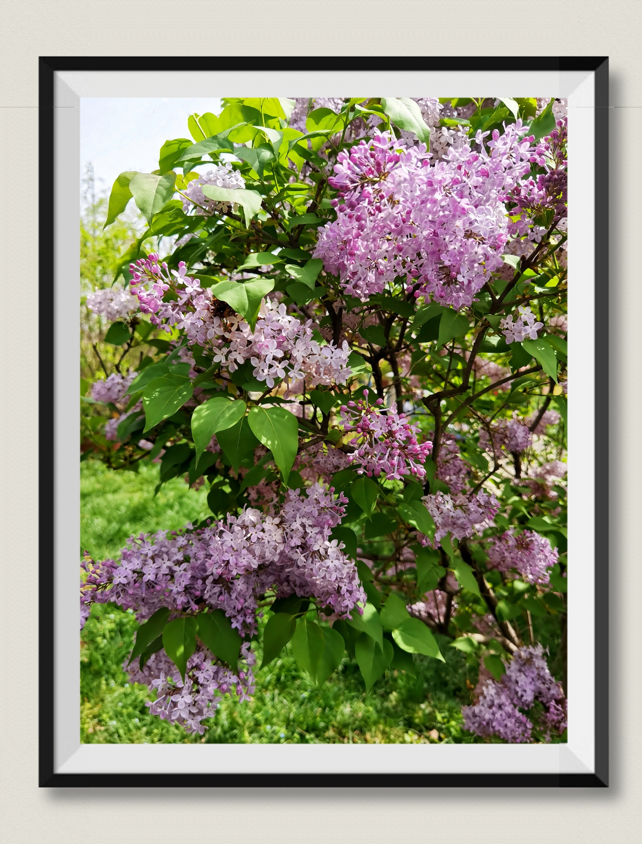 【首发】紫丁香