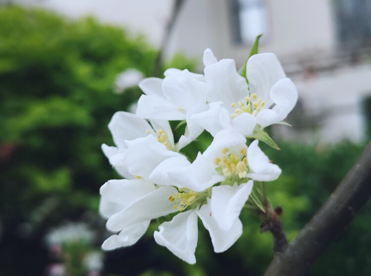 首發雨後清雅海棠花