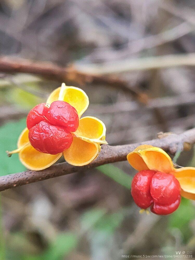 艳丽芳影南蛇藤原创首发