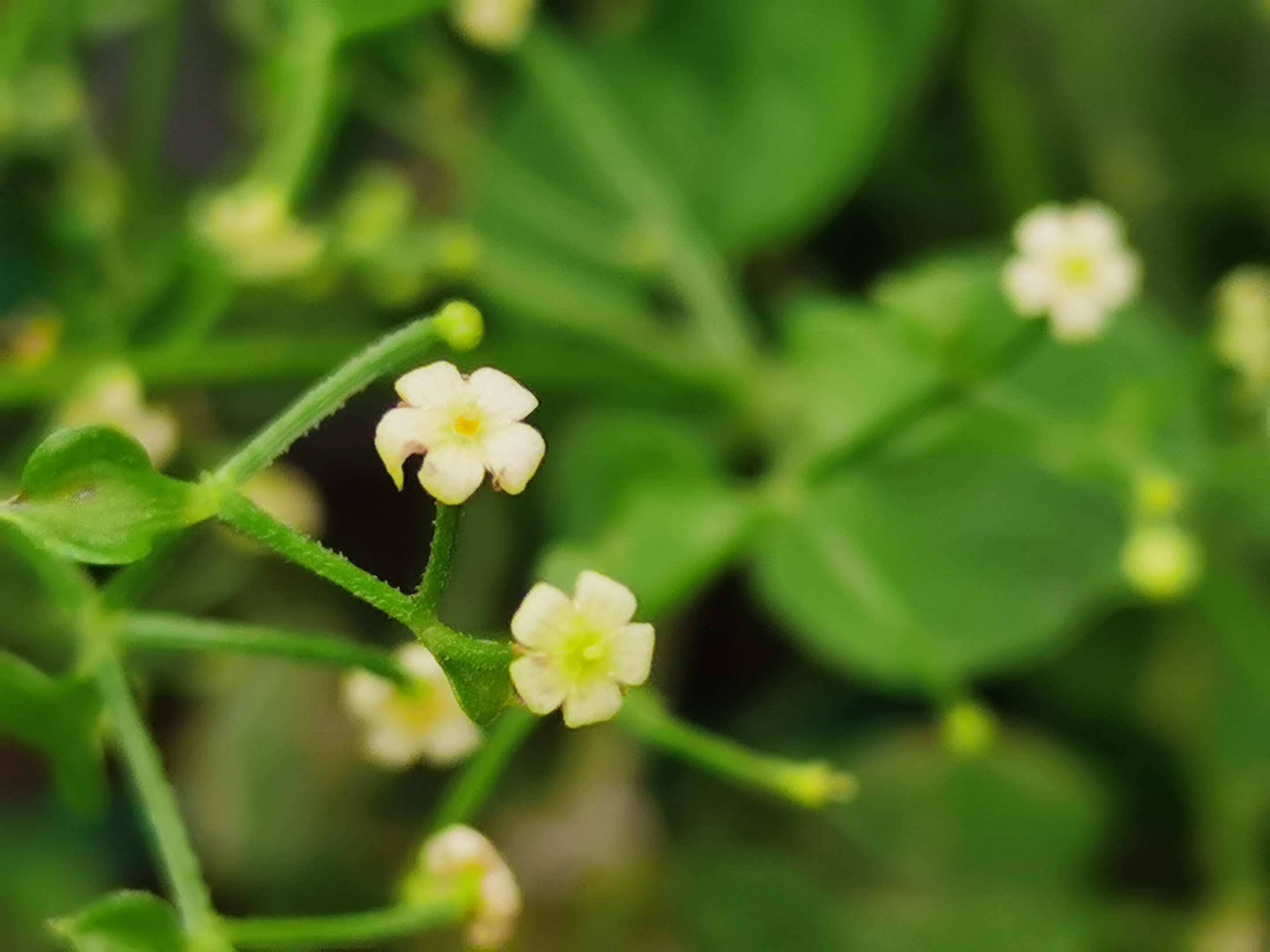 (原创首发)初遇茜草(宁静向暖)