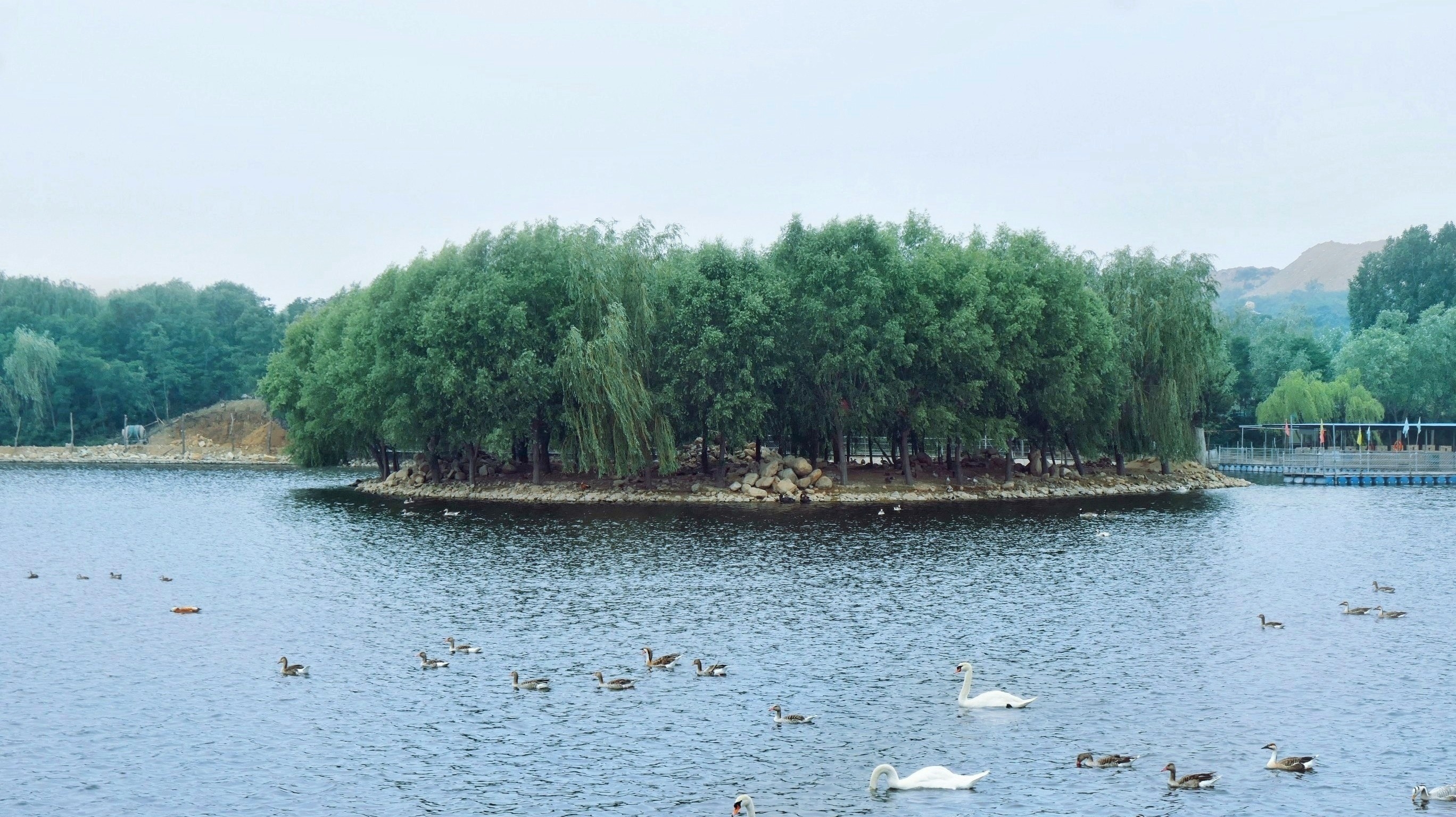 泰安天鹅湖公园图片