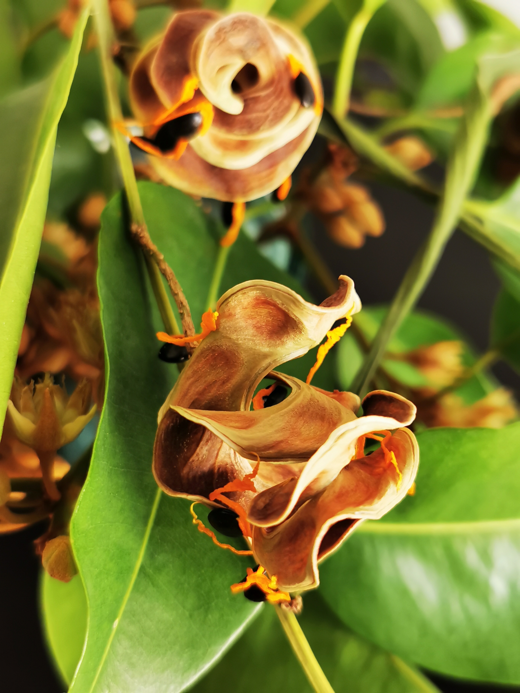 【首发】大叶相思奇异有趣的果实(一)