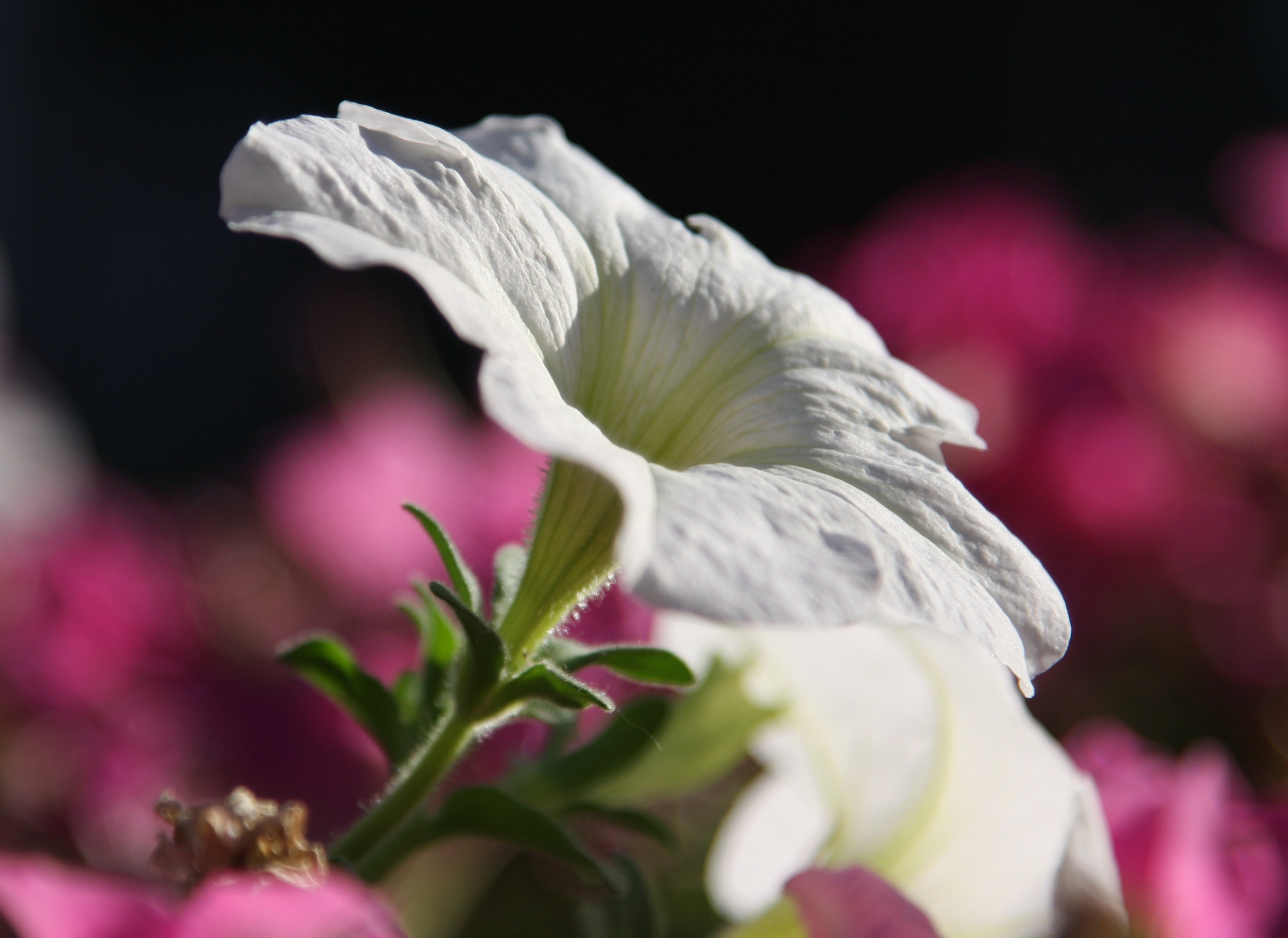 白色矮牵牛的花语是存在;紫色矮牵牛的花语是断情.