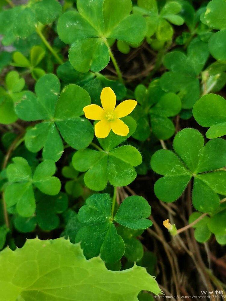 微拍夏天的小草