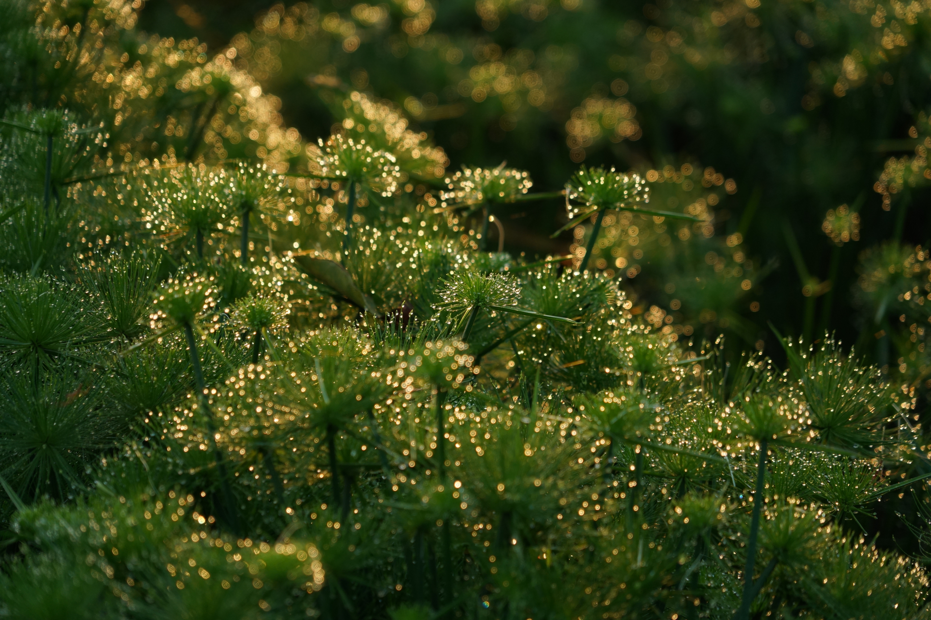 晨光中的纸莎草