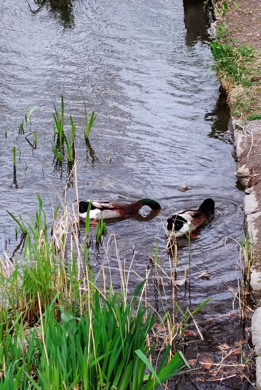 [宋] 向子諲 绿水池塘,笑看野鸭双飞过. 正当呆坐.纫鼻须还我.
