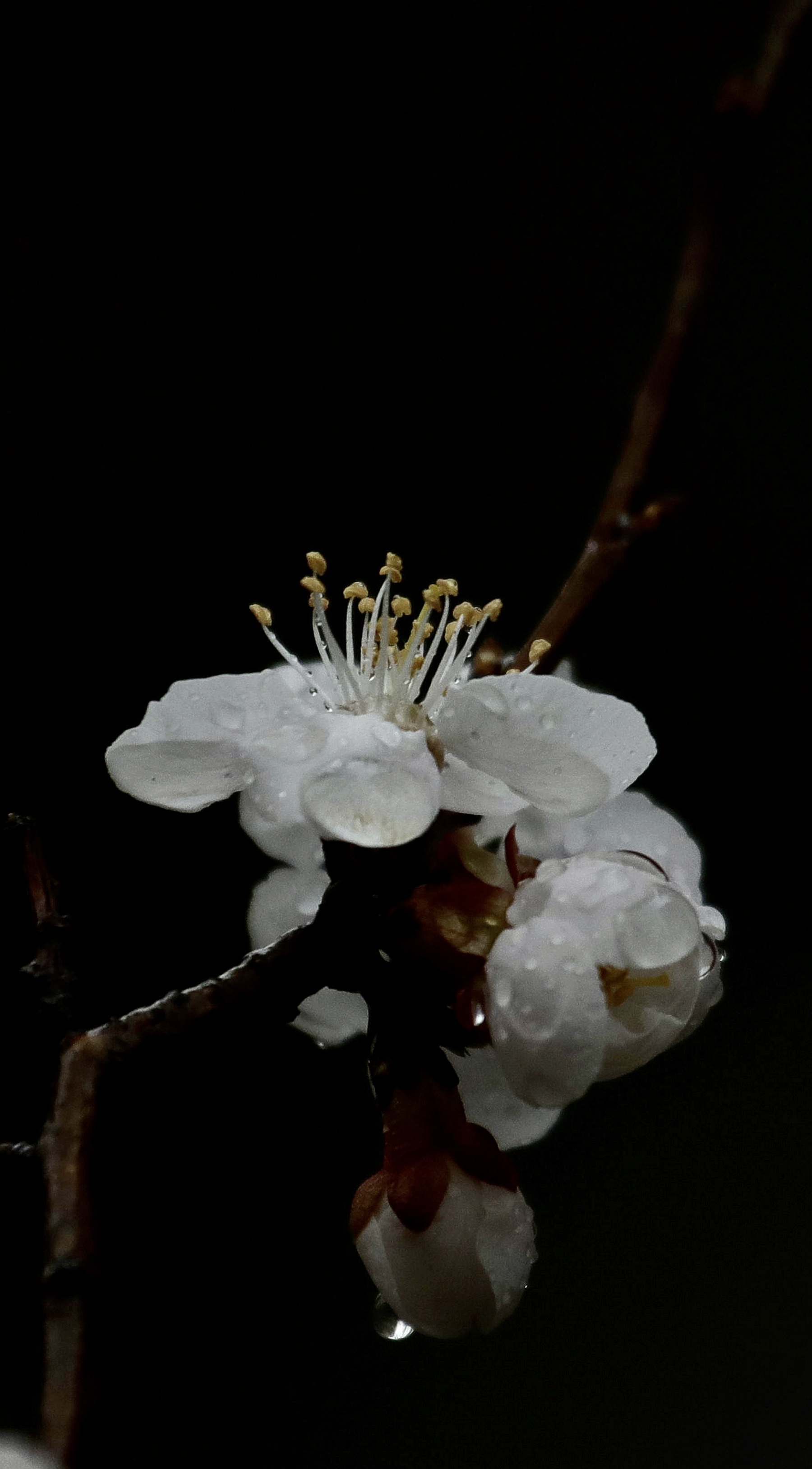 【首发】杏花雨