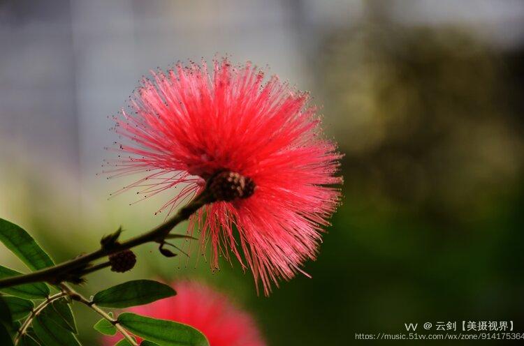 落葉喬木,夏季開花,頭狀花序,合瓣花冠,雄蕊多條,淡紅色.