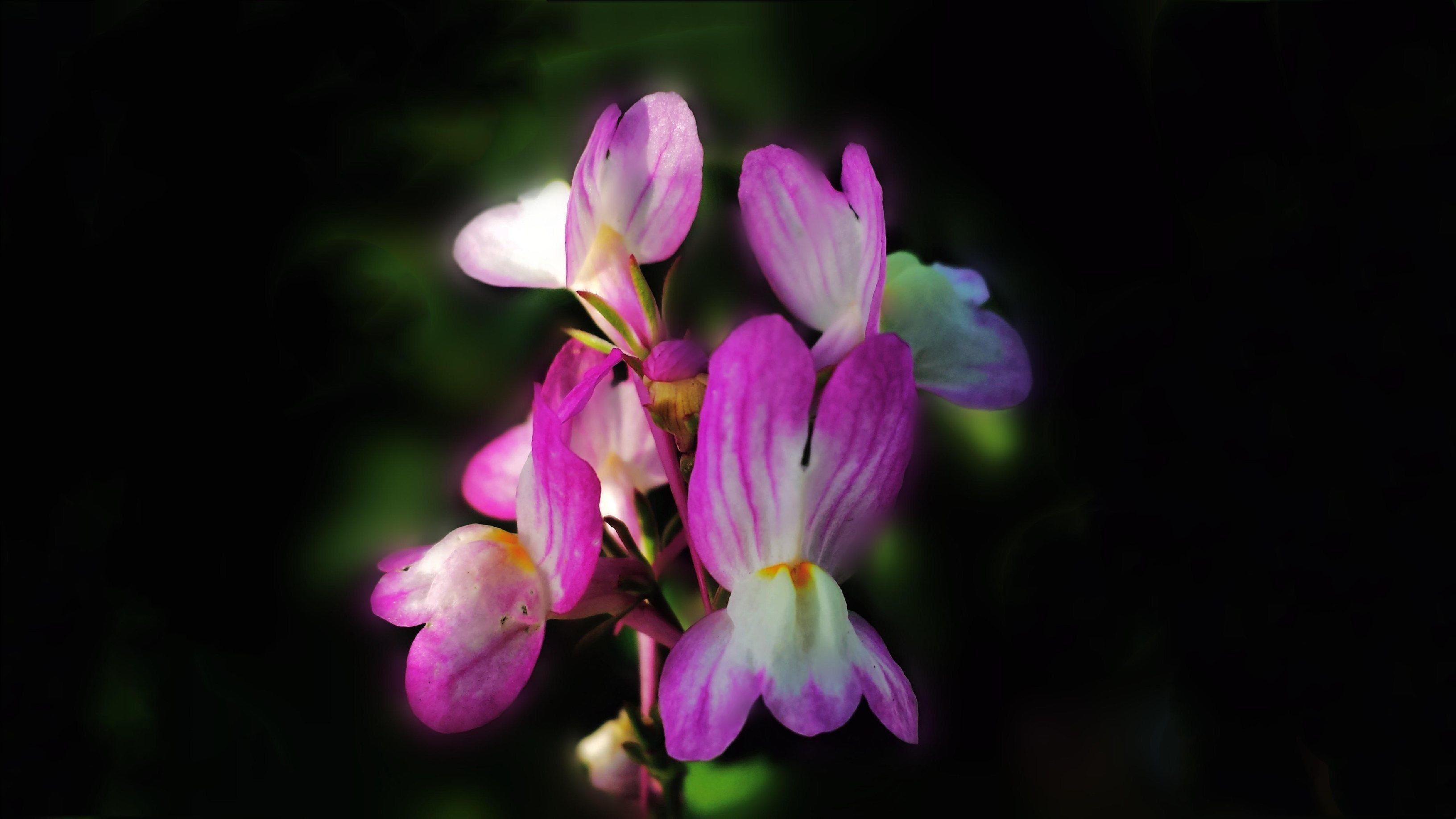 色彩斑斓的柳穿鱼