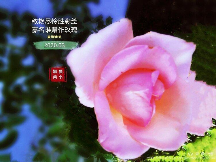 4mm   iso:50玫瑰颜色丰富,不同颜色有着不同的寓意:粉玫瑰花语