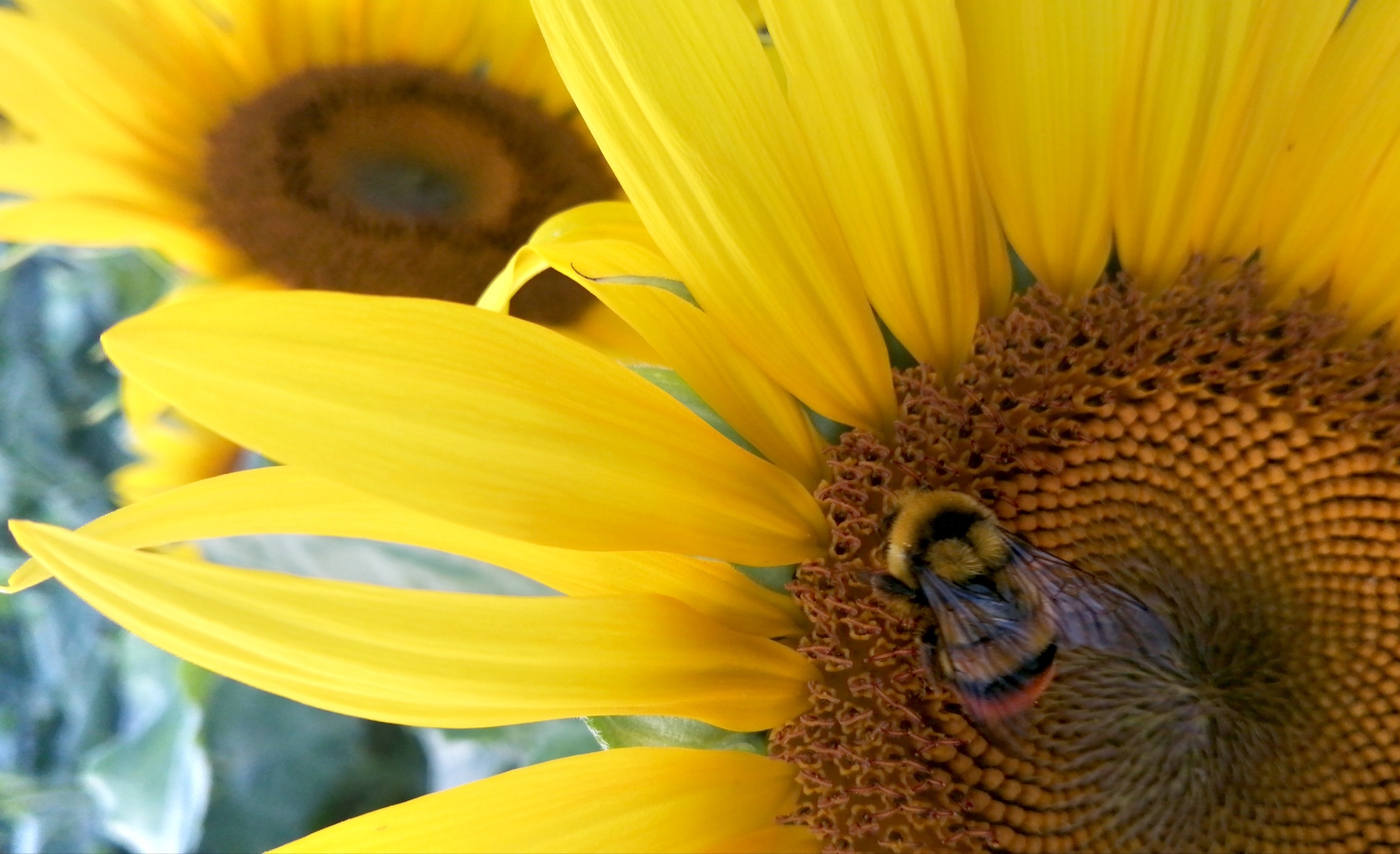 故乡的向日葵---向阳而生[摄影原创首发]
