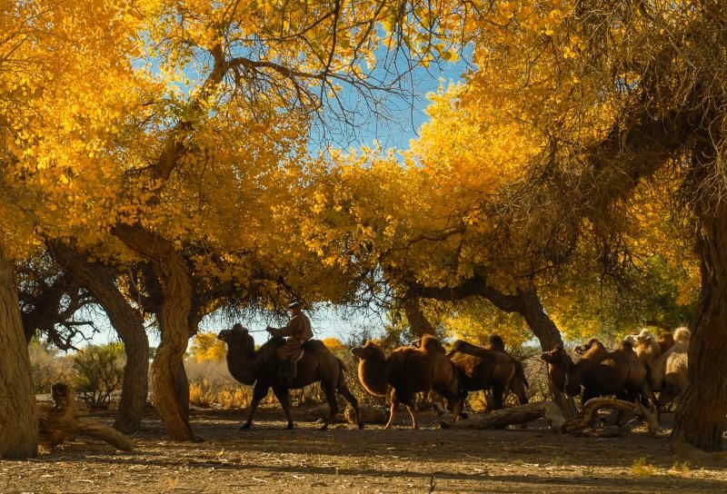 大美新疆〈二〉胡杨礼赞