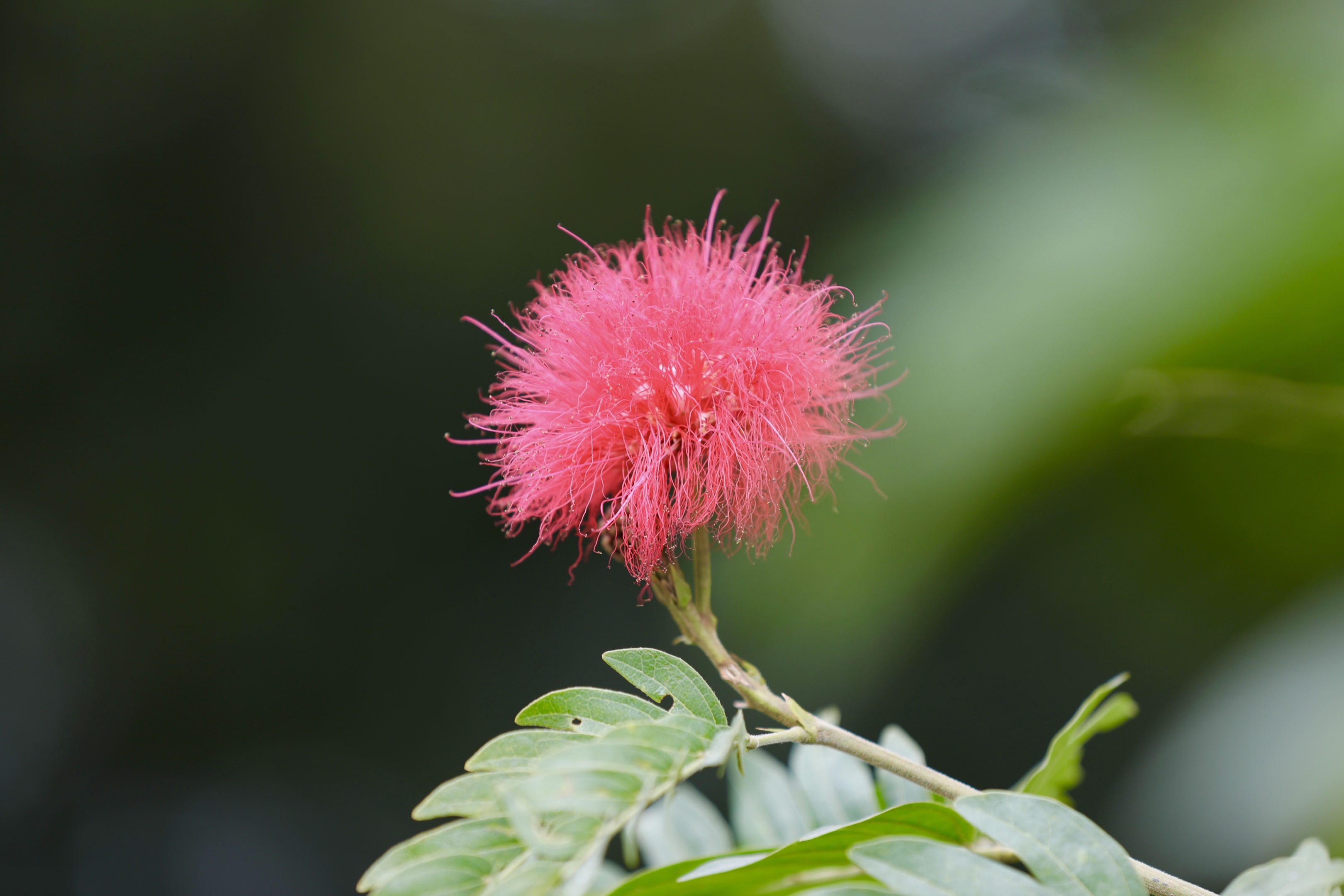 【首发】朱樱花绽芳华