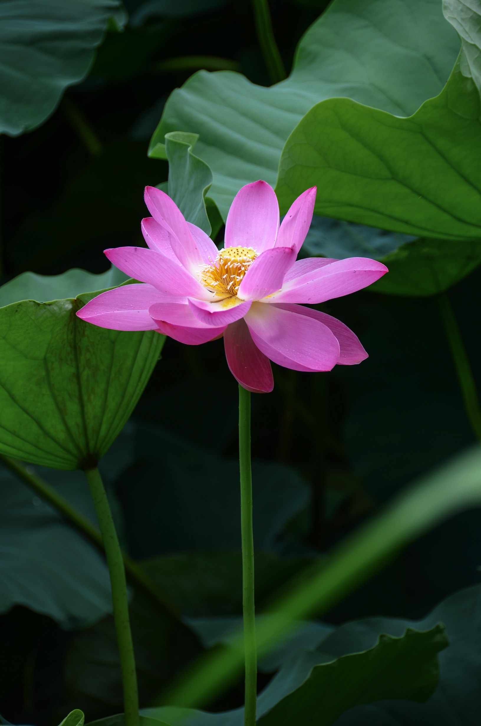 清新脱俗荷花香【首发】