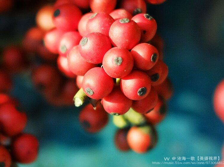 冬青果实红艳艳