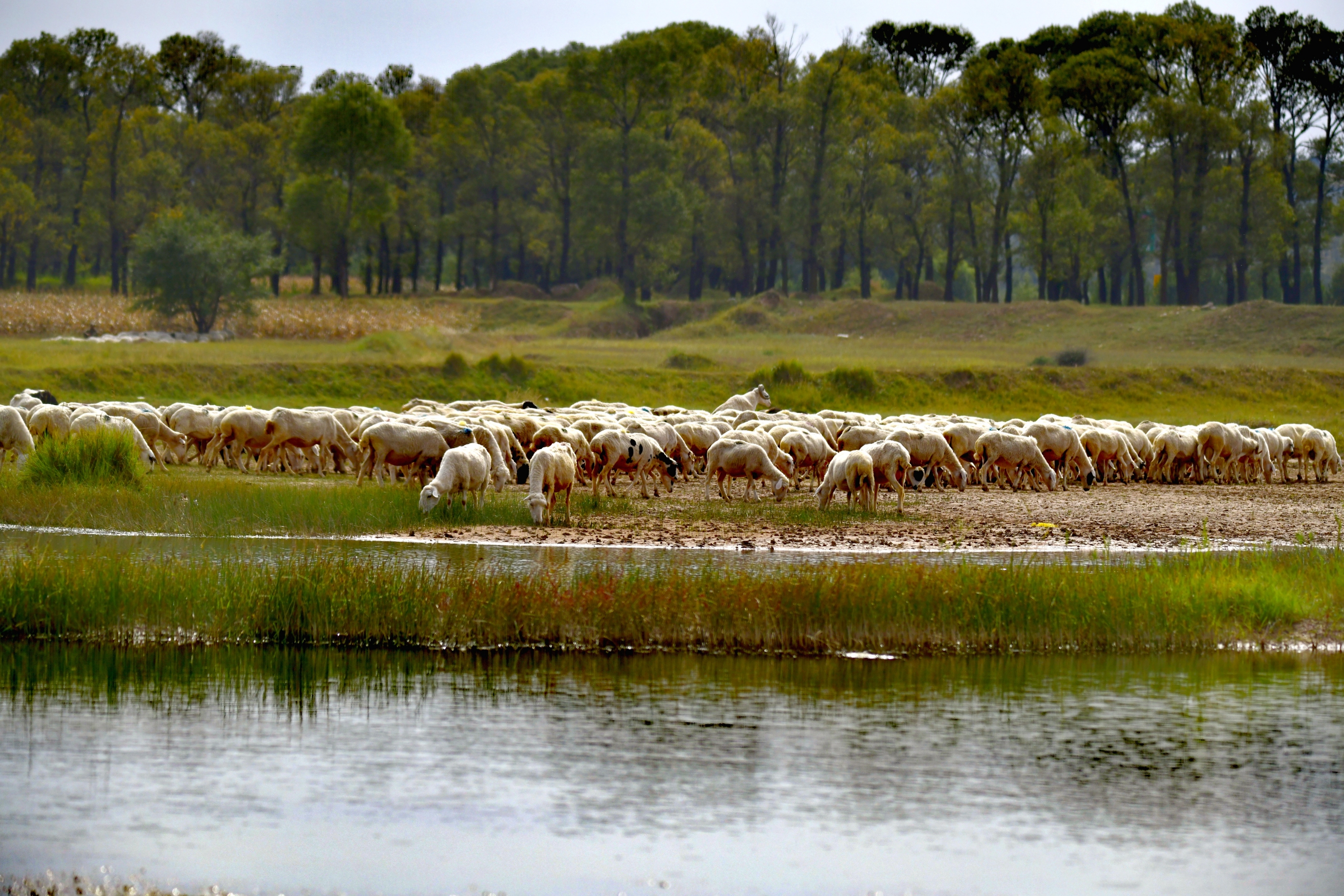 牧归的羊群.【首发】
