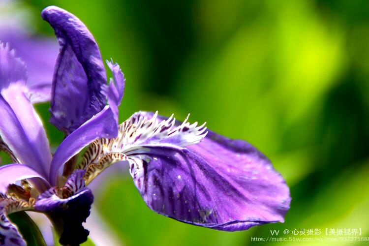 首发蓝色妖姬鸢尾花⑤