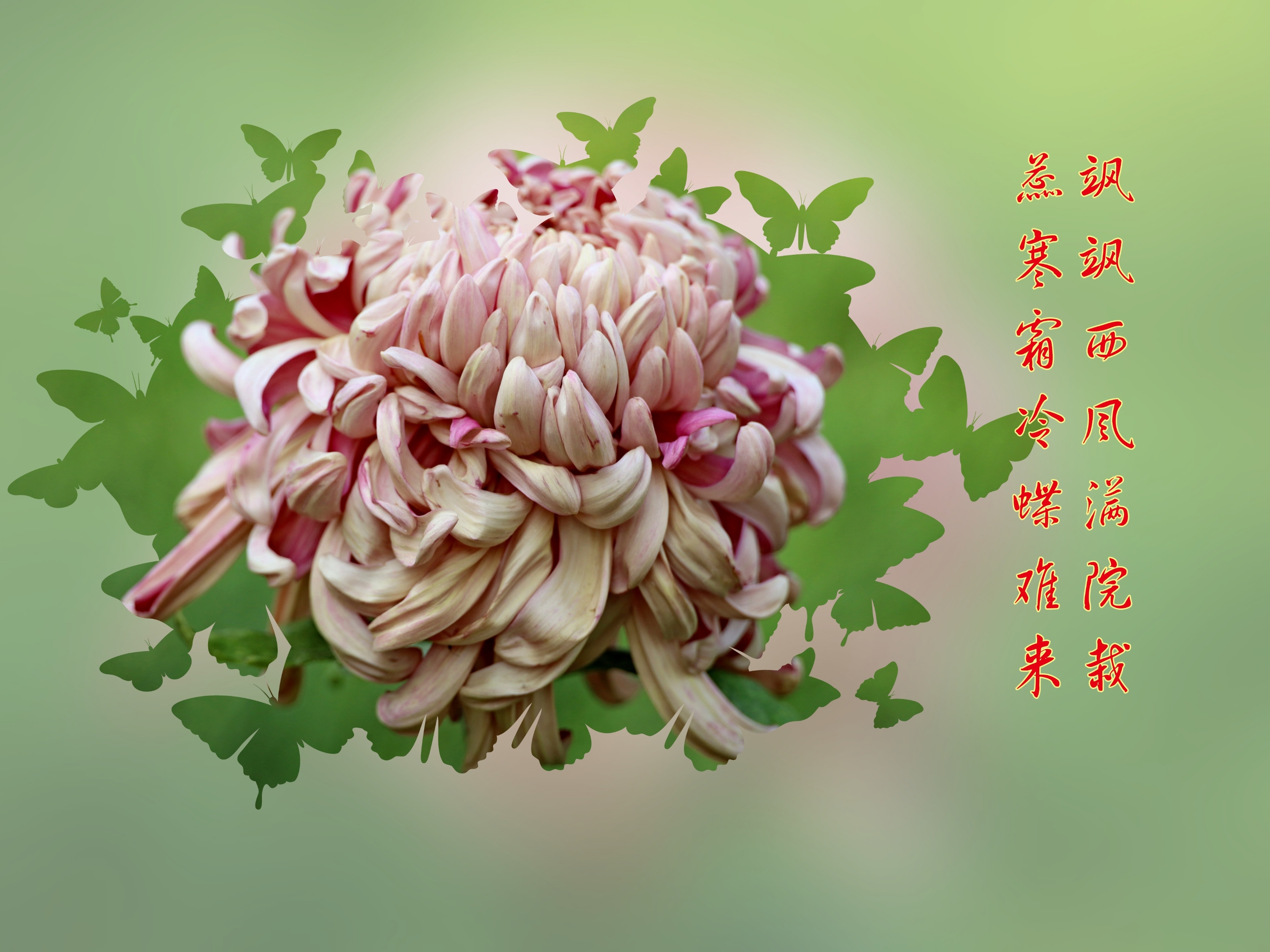 唐 白居易 满园花菊郁金黄 中有孤丛色似霜.