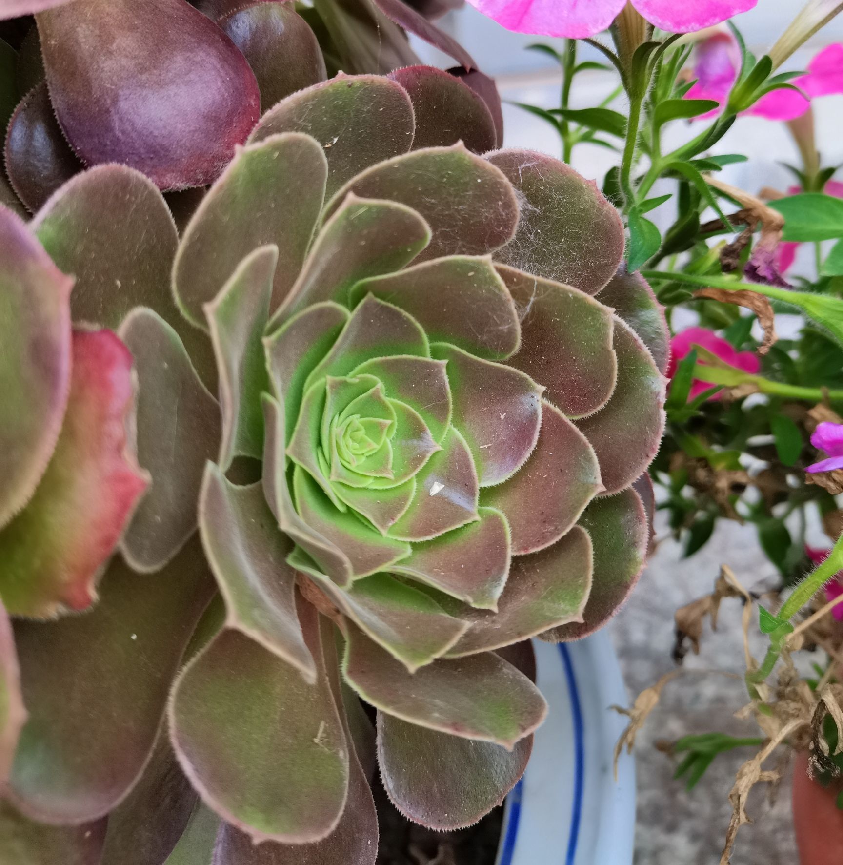 多肉美杜莎铜壶黑法师