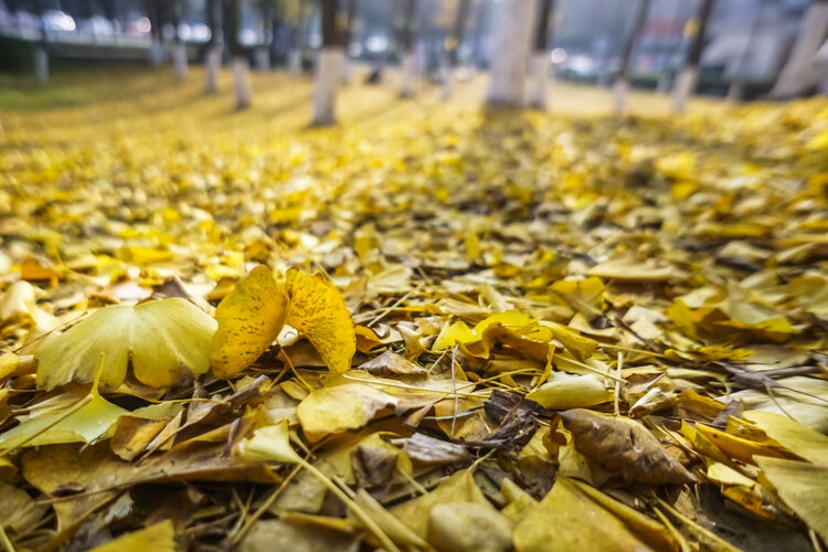 银杏叶黄满地金