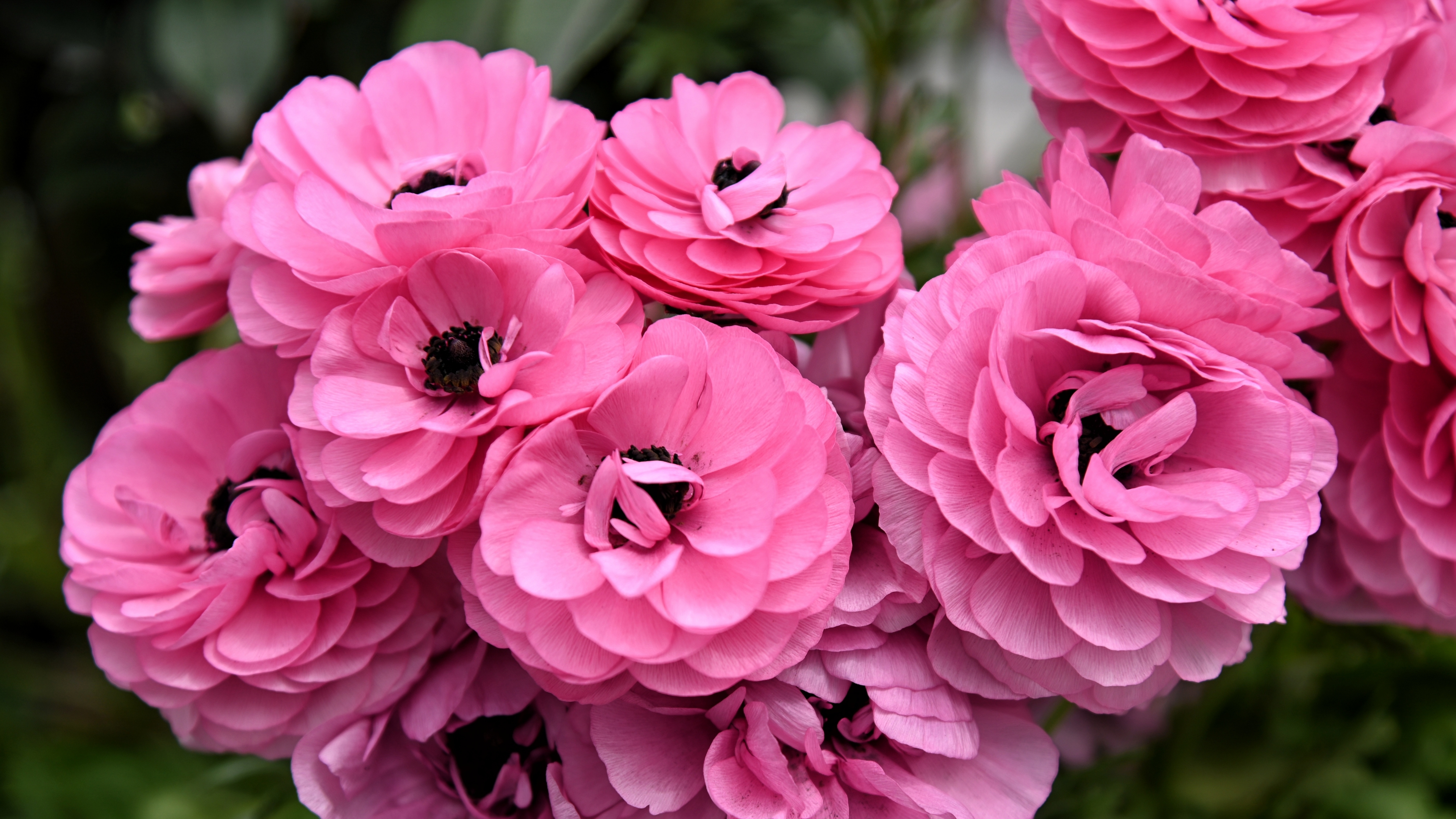 层层叠叠花毛茛