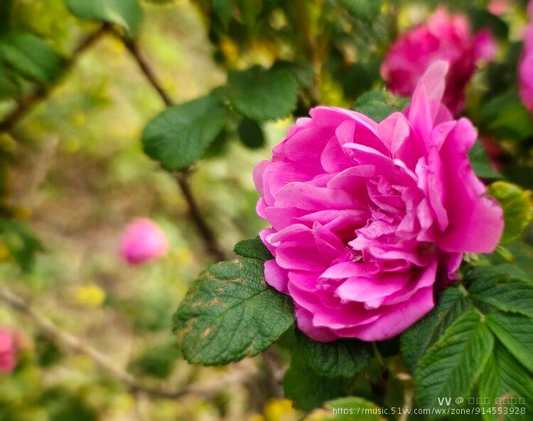 首发紫花重瓣玫瑰