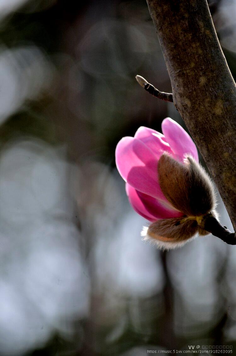 玉兰系列一早花武当玉兰首发