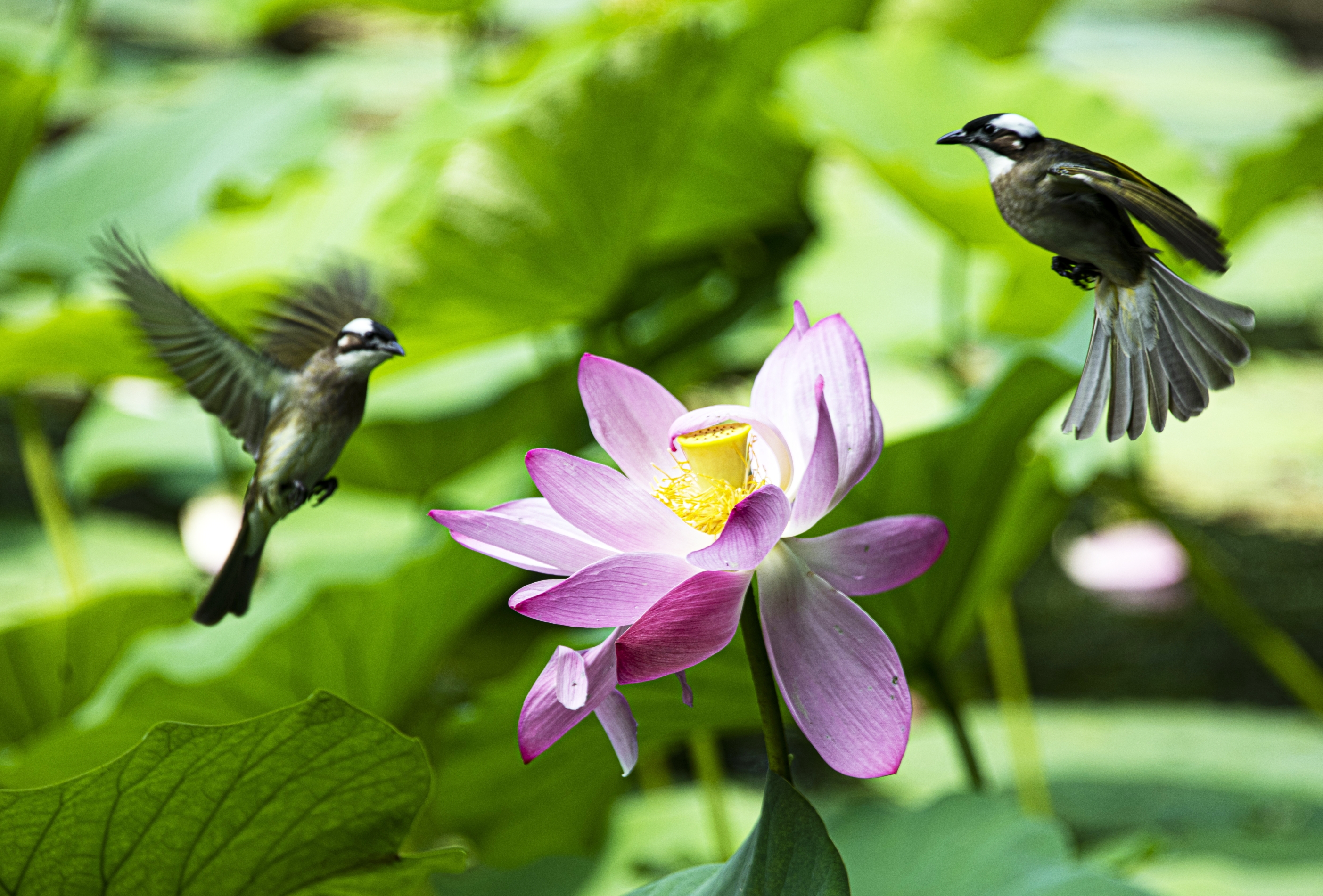 《野荷 》作者:沈重光 诵读:茶香