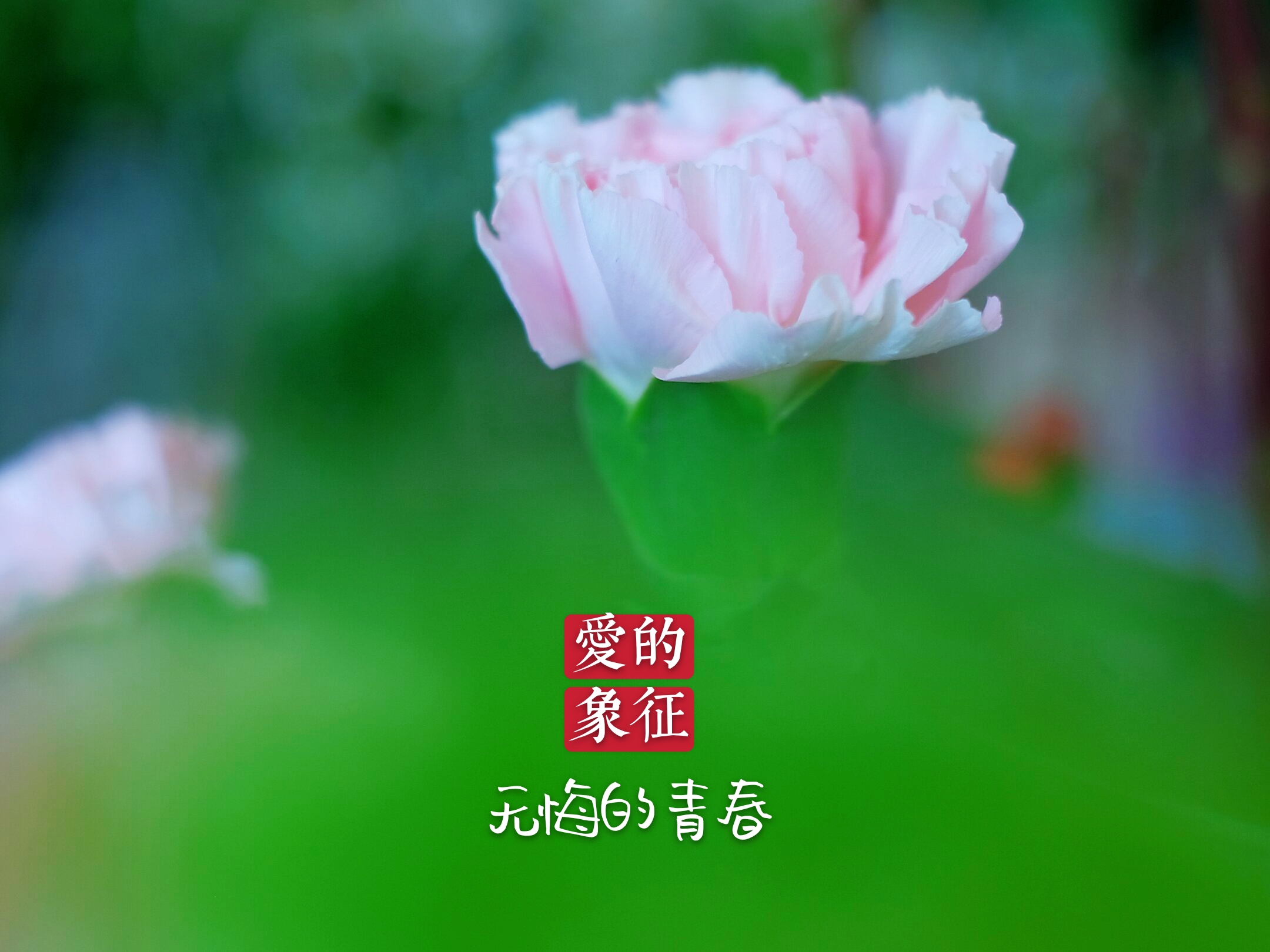爱的花语*康乃馨