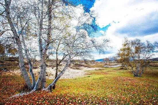 寒冰上栖,作者   枫歌残荷(中华通韵)几片心思随叶舞,千枚期盼落林丛