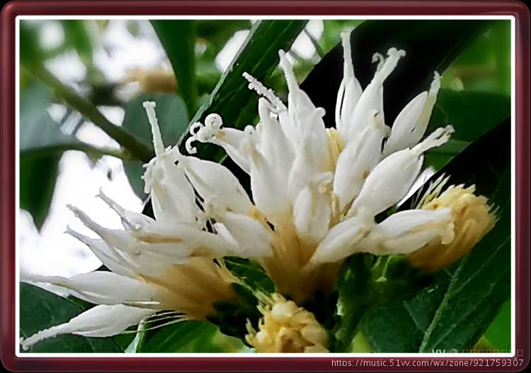 首发扁桃斑鸠菊将军叶