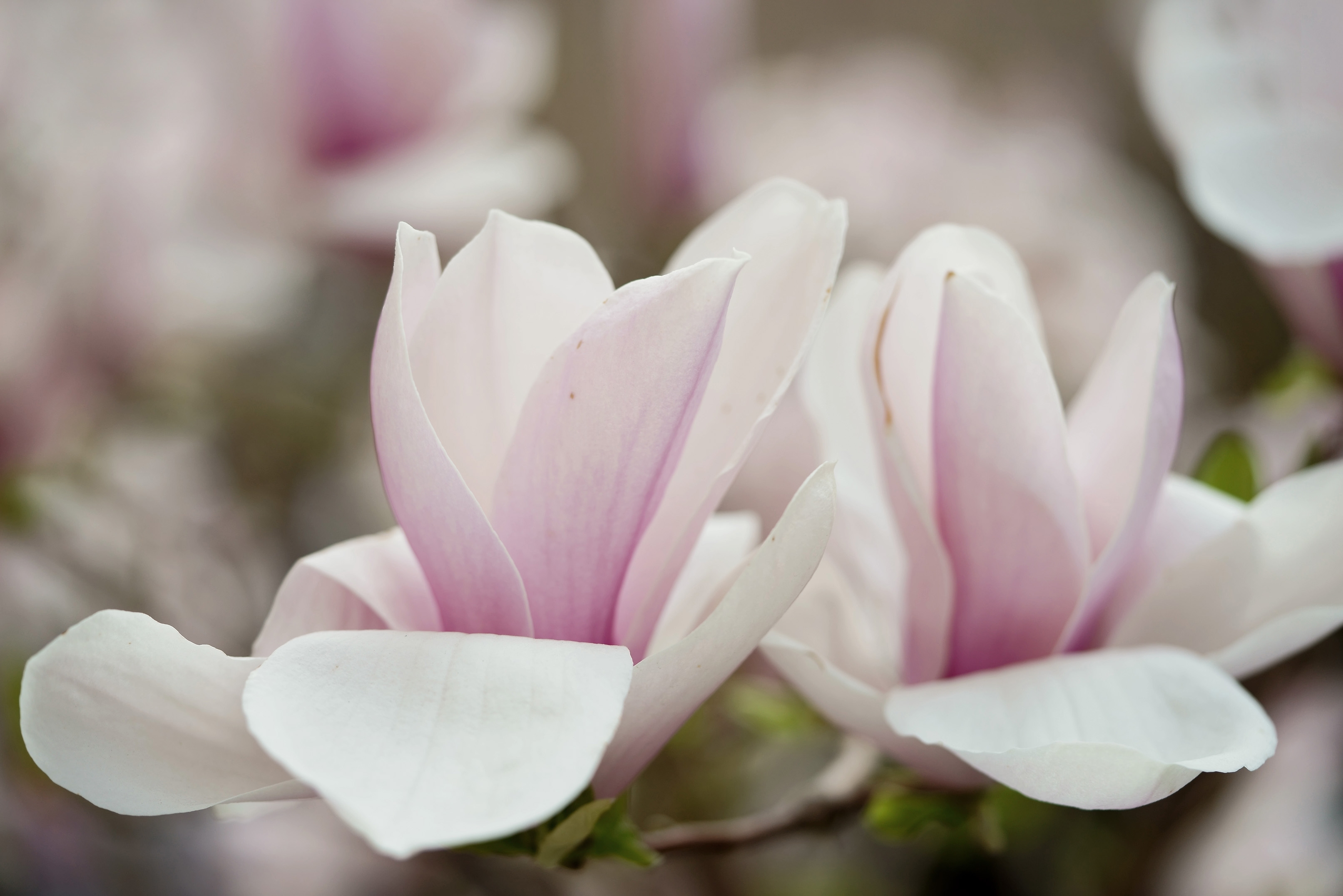 最美纯洁玉兰花