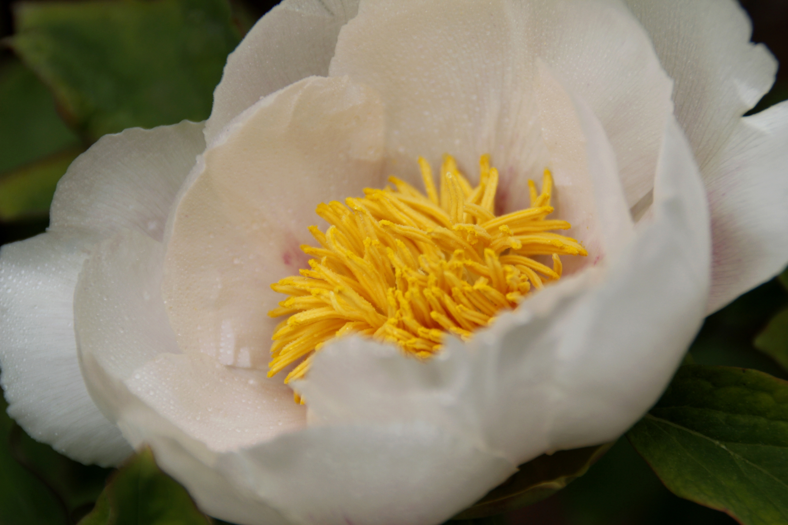 【首发】牡丹吐蕊任芬芳