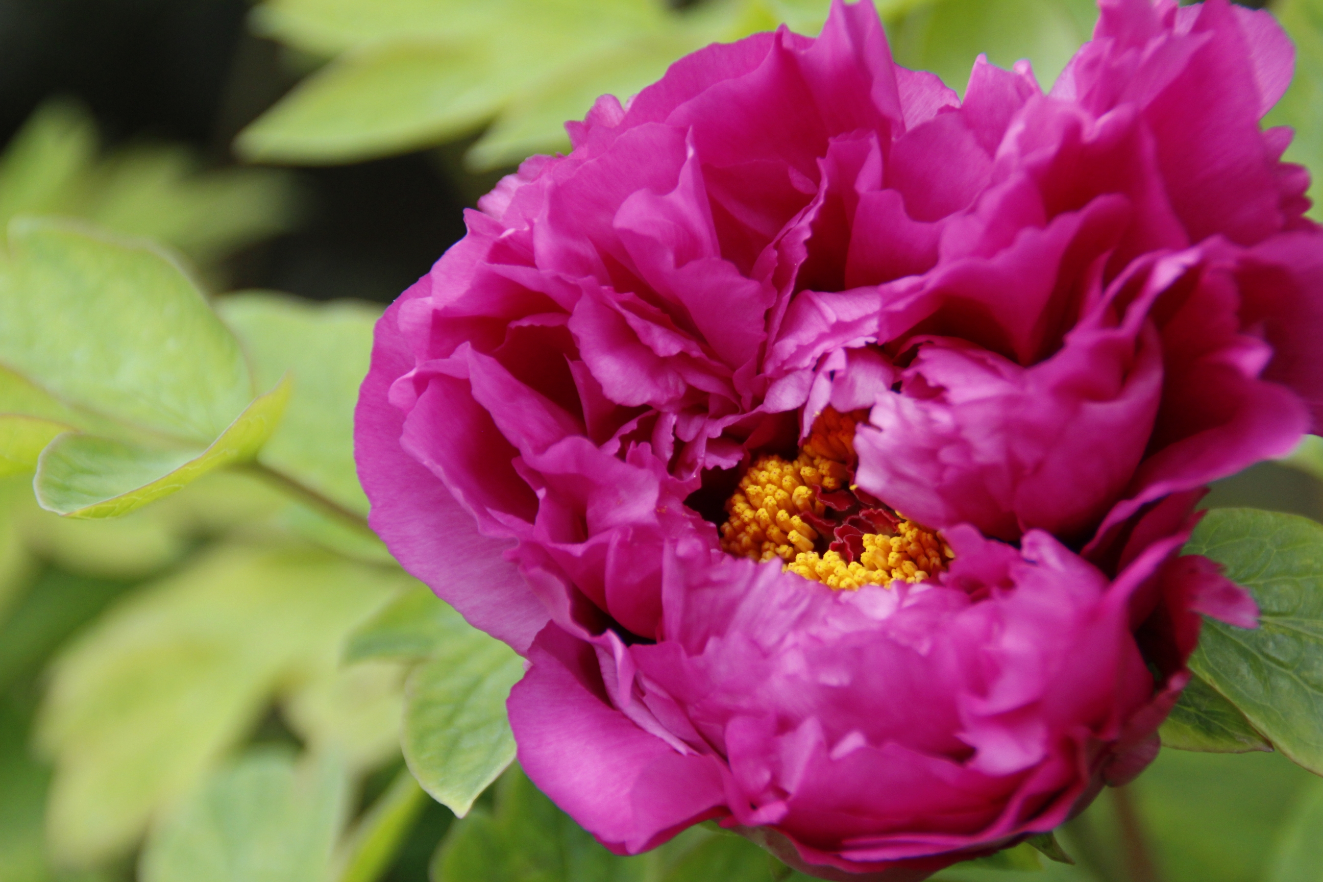 【首发】牡丹吐蕊任芬芳