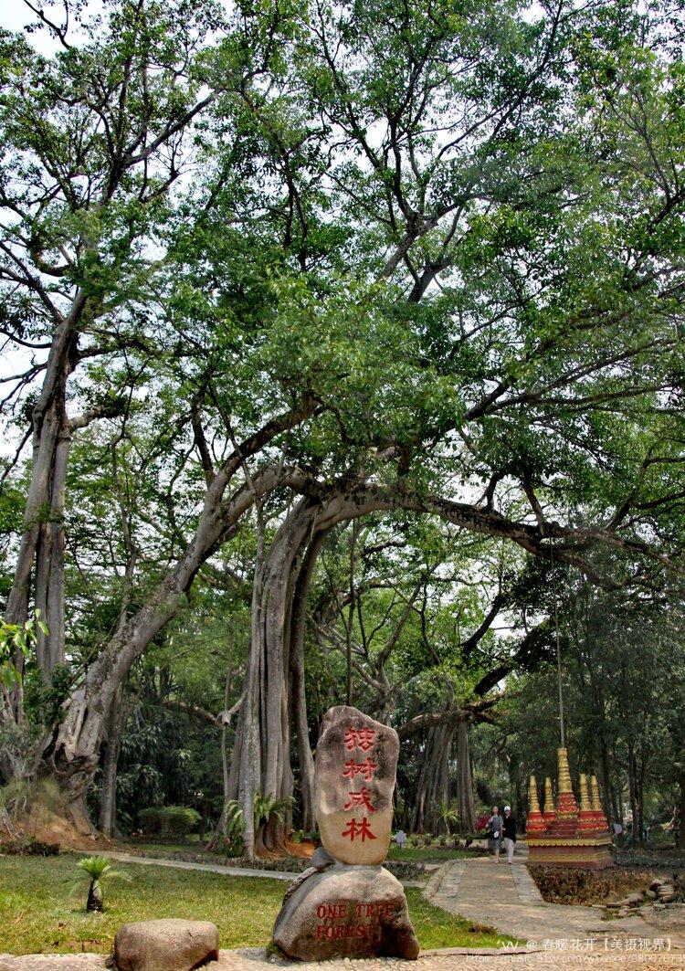 打洛独树成林风景区首发