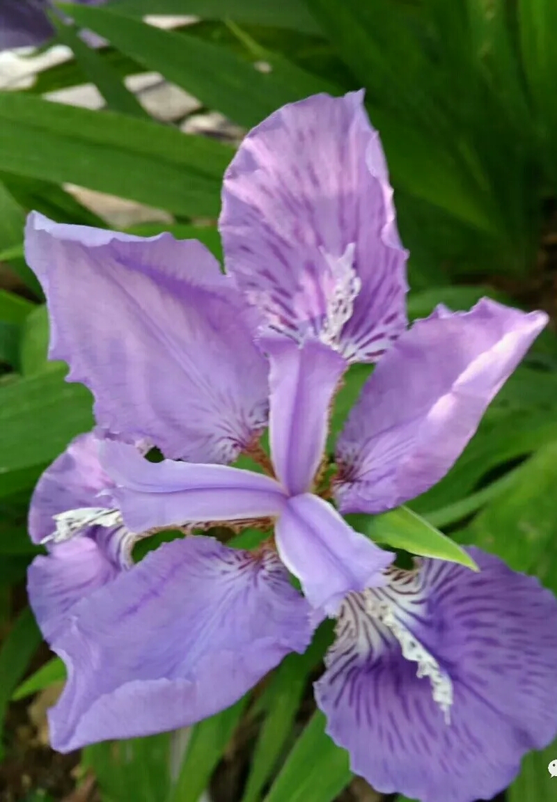 鸢尾花】         醉韵鸢摇风里.自有怡情娇丽.