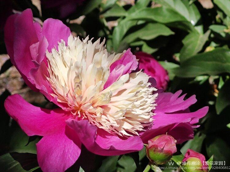 芍药极品双色花vv首发